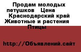 Продам молодых петушков › Цена ­ 100 - Краснодарский край Животные и растения » Птицы   